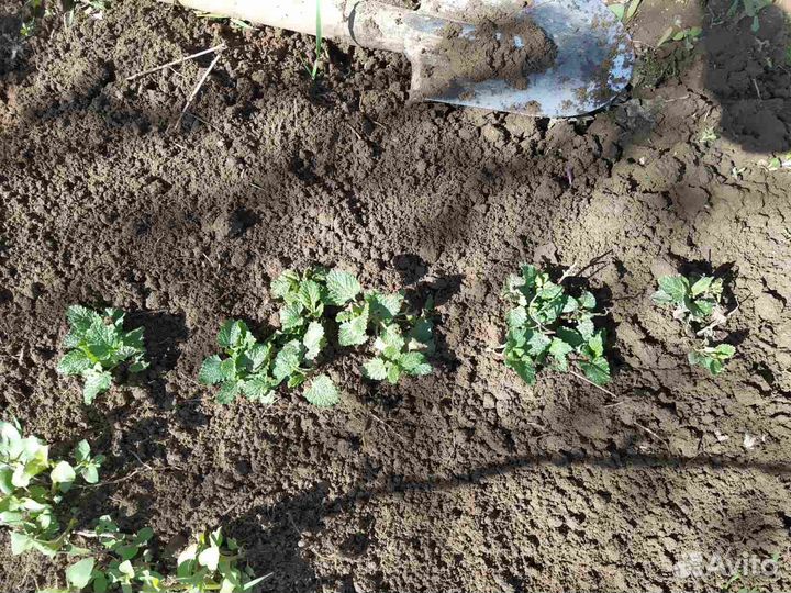 Мелисса рассада