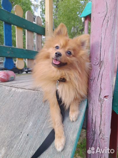 Продаю шпица