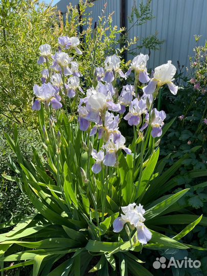 Ирис бородатый
