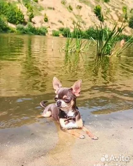 Чихуахуа mini вязка