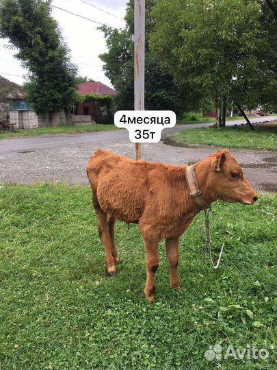 Бычки и телята