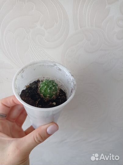 Детки кактуса