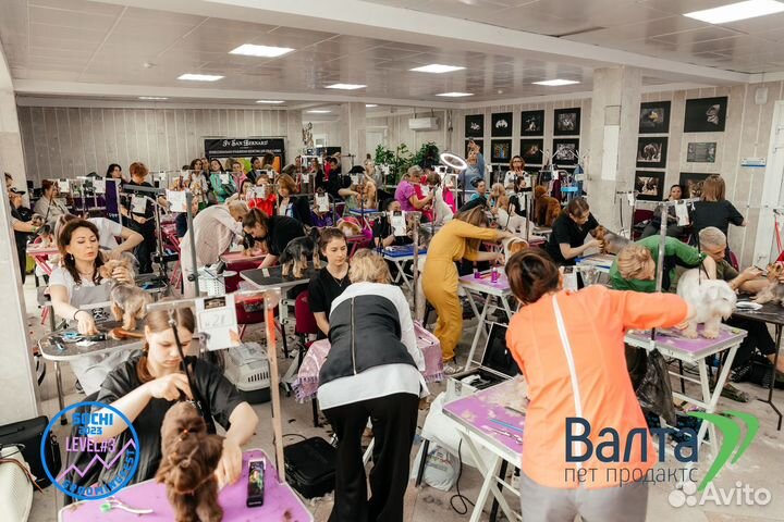 Стрижка собак бесплатно