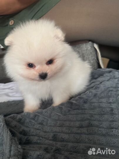 Померанский шпиц