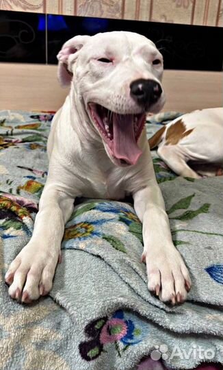 Щенки амстаффа