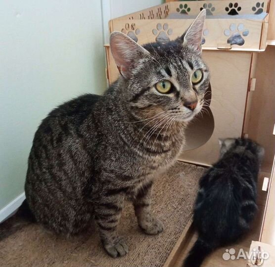 Шотландская кошка метис в добрые руки