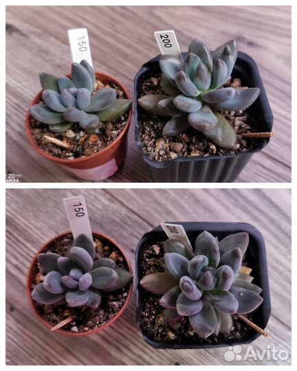 Часть 2 Суккуленты,эхеверия, комнатные цветы
