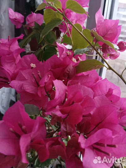 Бугенвиллия, сциндапсус, эпипремнум