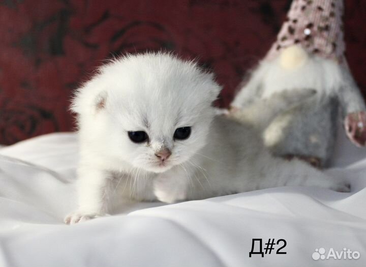 Котята серебристых шиншилл