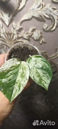 Эпипремнум