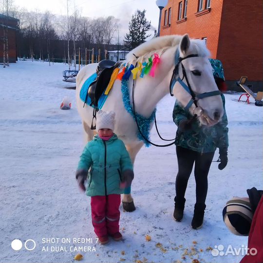 Лошадки