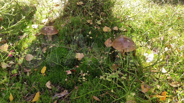 Участок 11 сот. (СНТ, ДНП)