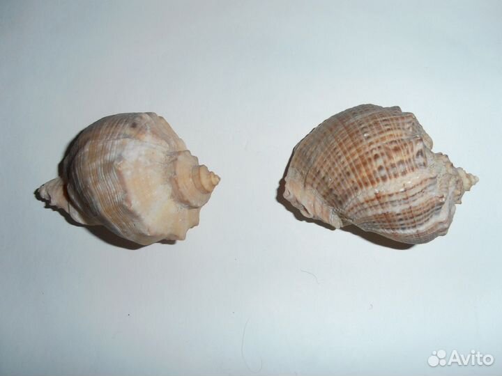 Ракушки морские