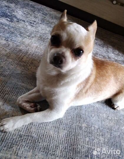 Вязка чихуахуа