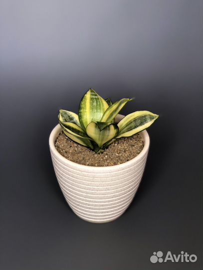 Сансевиерия Голден Ханни