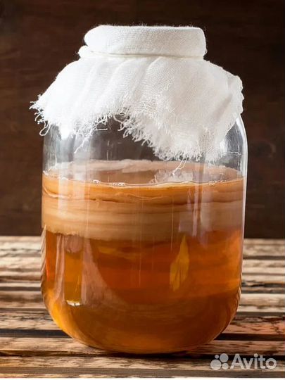 Чайный гриб комбуча