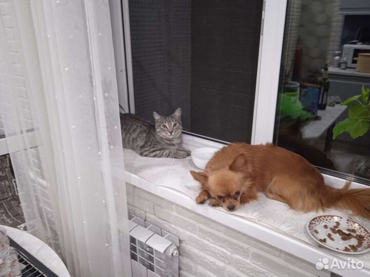 Кошка в дар бесплатно