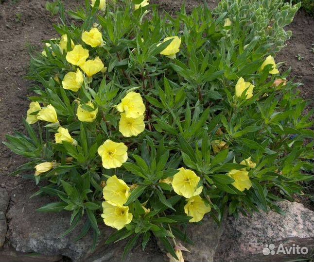 Садовые многолетники