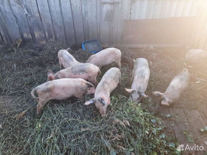Поросята