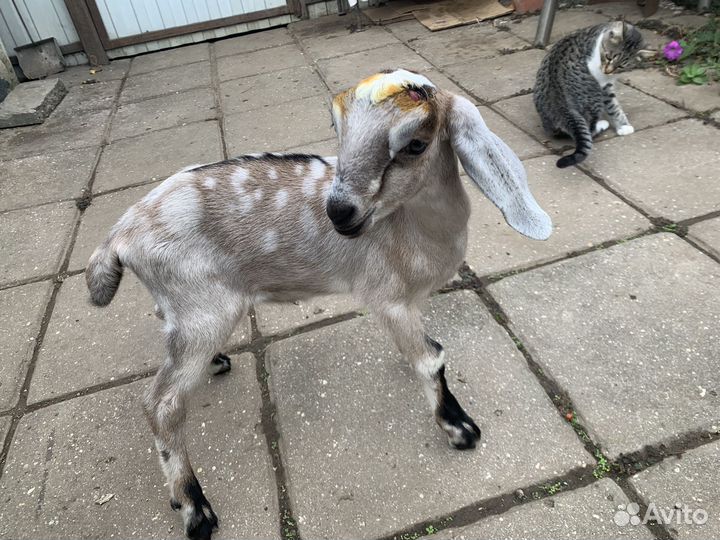 Англо нубийские козлята