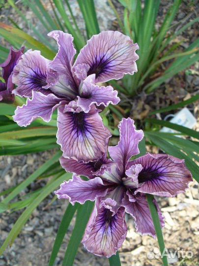 Ирисы сортовые