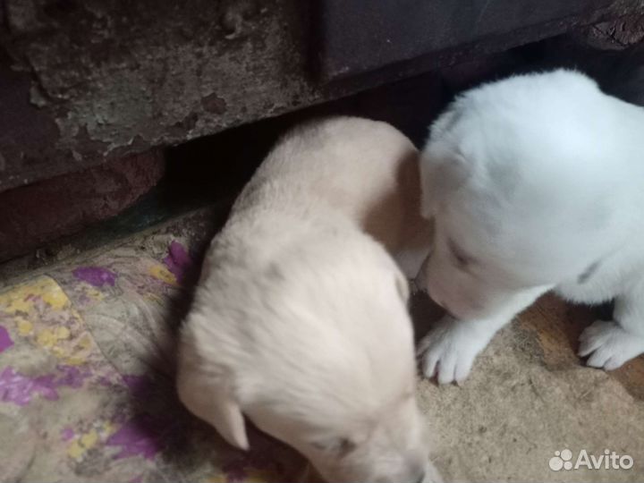 Собака в добрые руки отдам бесплатно