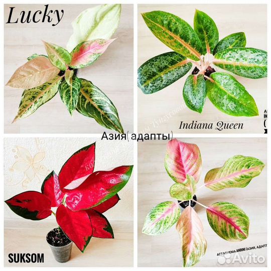 Аглаонемы Азия, адапты