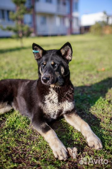 Собака в добрые руки