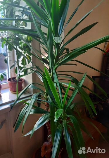 Юкка,Бегония, Хлорофитум