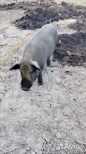 Вьетнамский вислобрюхий хряк