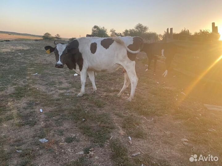 Корова стельная дойная