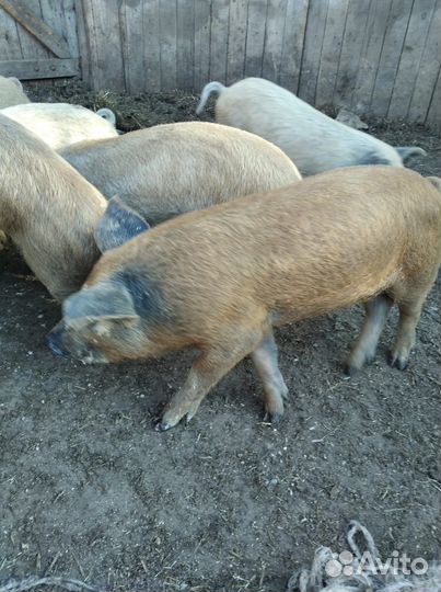 Поросята