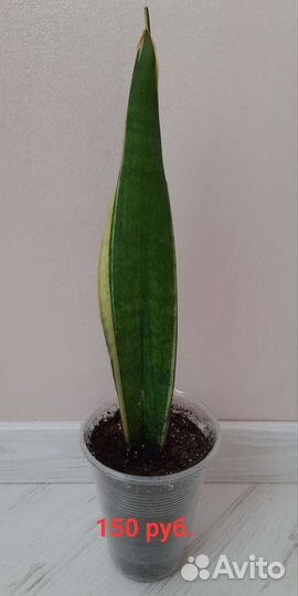 Сансевиерия Лауренти, цветы