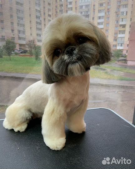 Стрижка собак