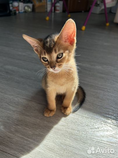 Абиссинская