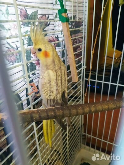 Птенцы Кореллы