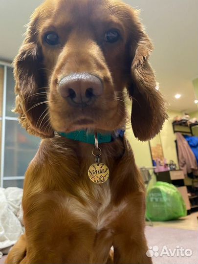 Адресник для собак (чеканка)