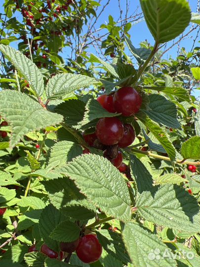 Войлочная вишня 130 р