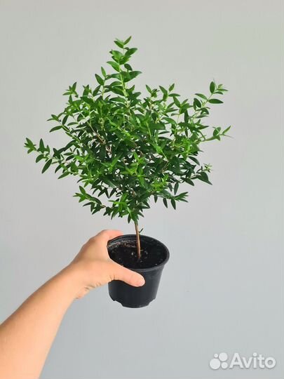 Миртовое дерево, мирт