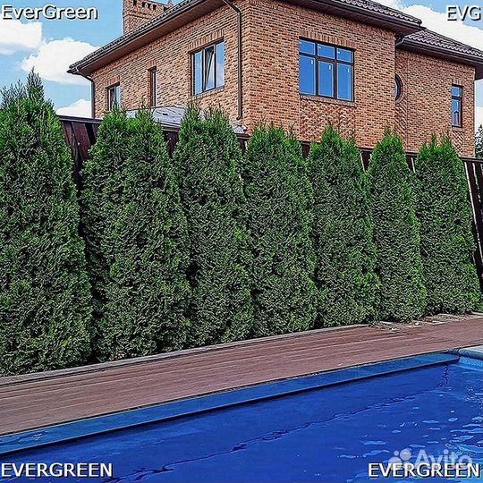 Туя зеленая