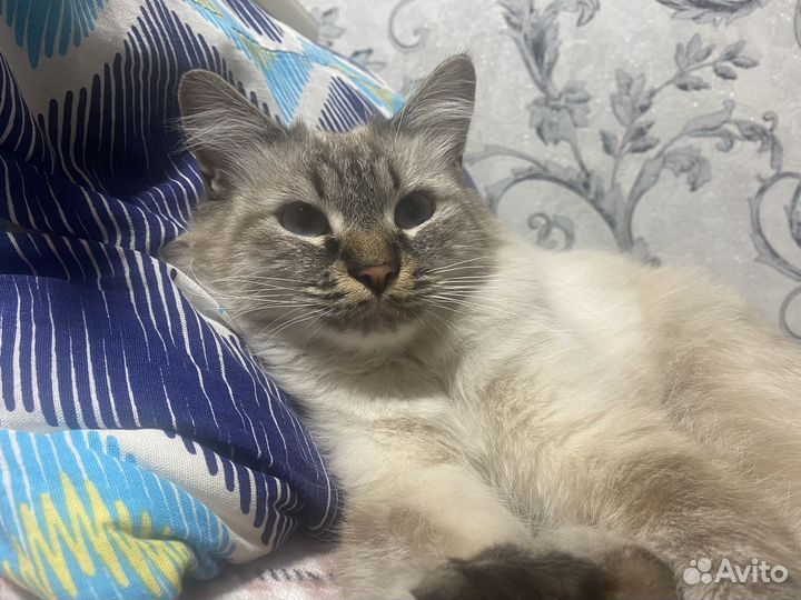 Котик бесплатно
