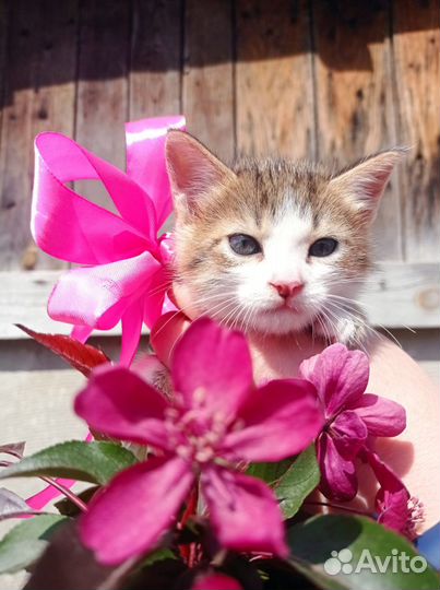 Отдам в добрые руки котёнка