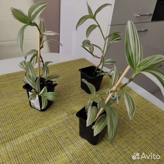 Традесканция белая