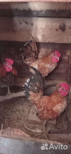 Бентамки, петушки