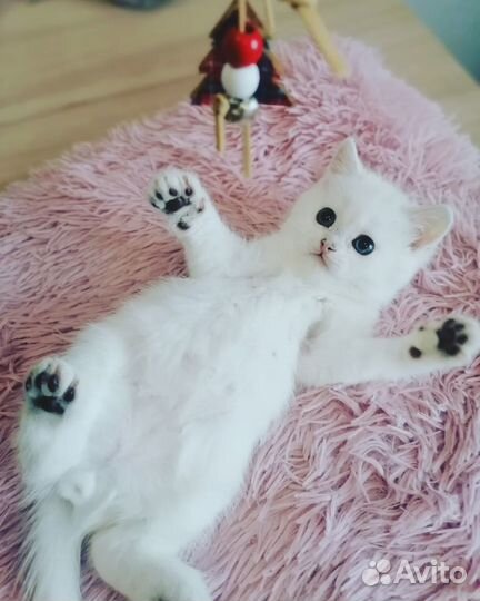 Мальчик с голубыми глазками