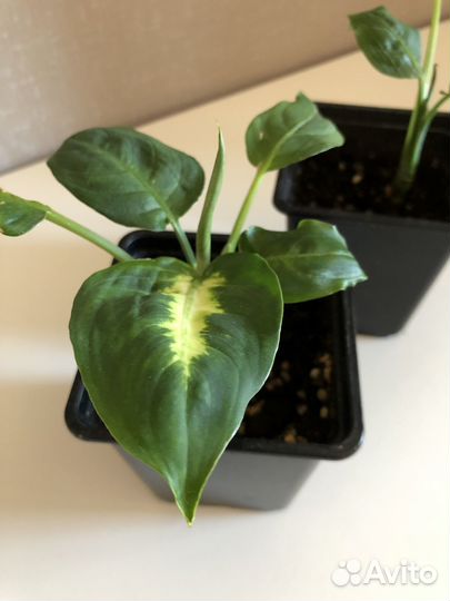 Фикус, Сингониум, Сциндапсус, Пеперомия