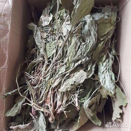 Сущеный одуванчик с корнями и подорожник