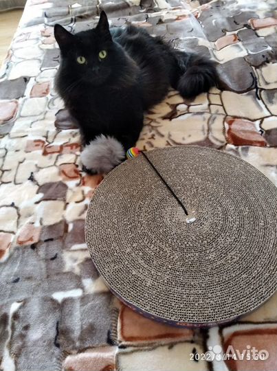 Кот брутал в добрые руки