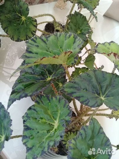 Комнатные цветы / Бегония тигровая