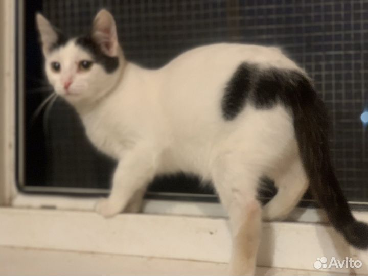 Котёнок девочка 3 мес